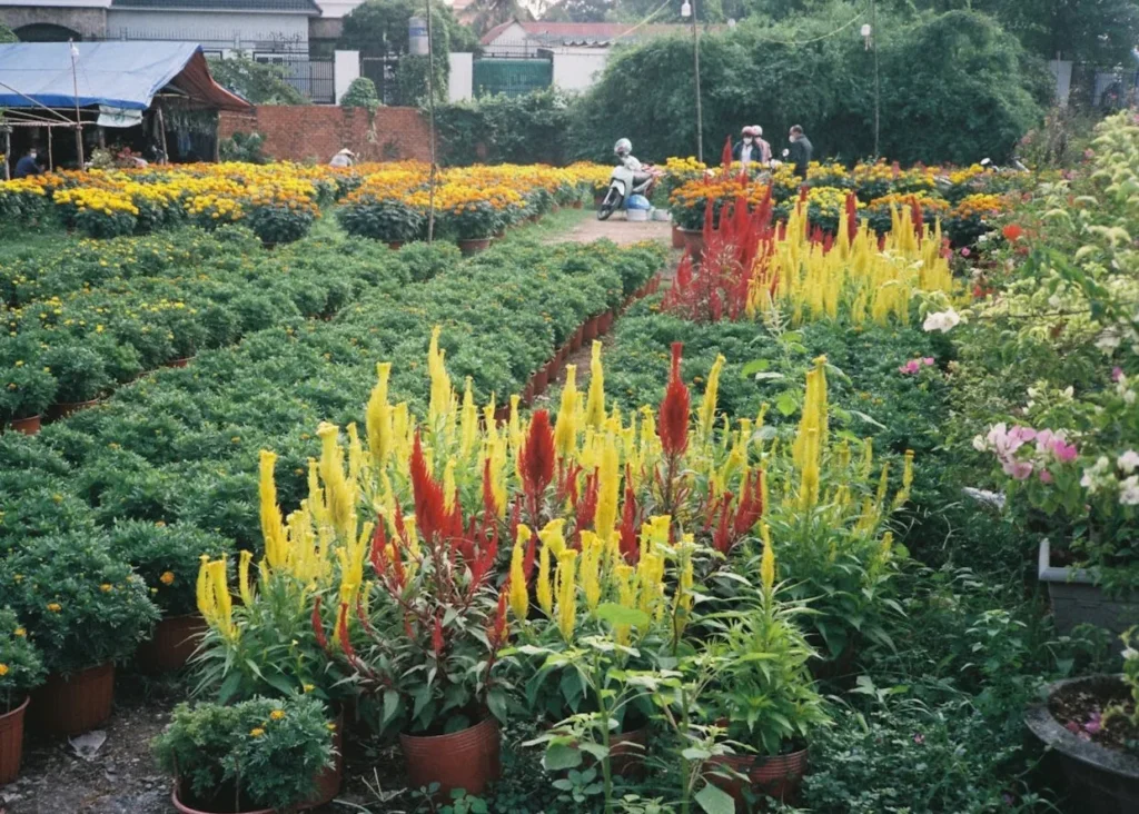 reconnect with nature-plants and mental health